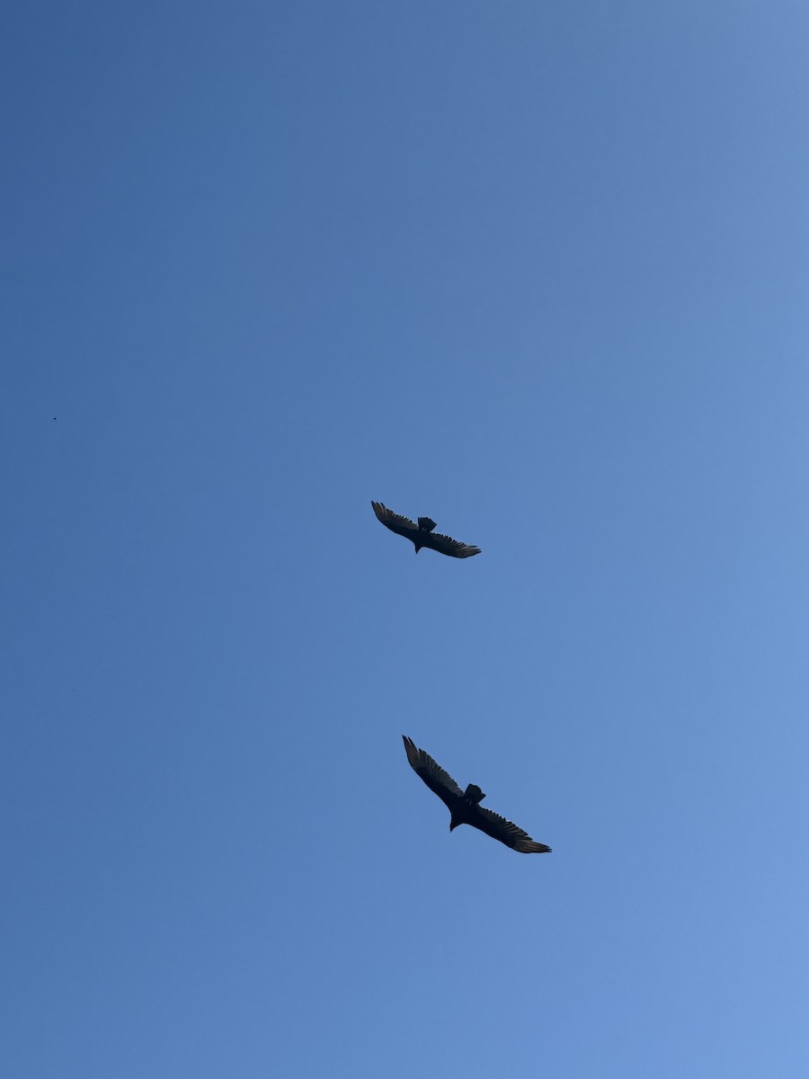 Turkey Vulture - ML645219426