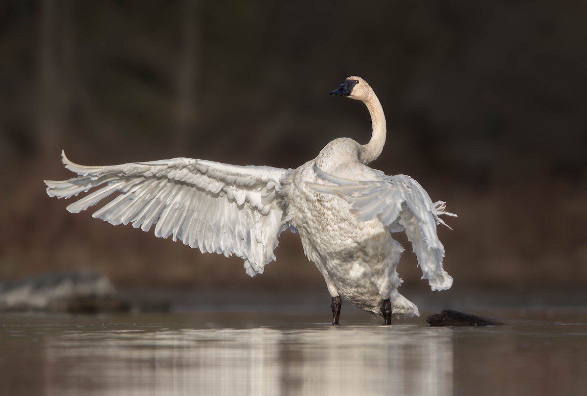 Trumpeter Swan - ML645219444