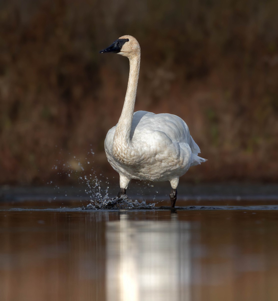 Trumpeter Swan - ML645219445