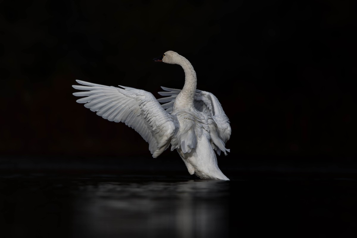 Tundra Swan - ML645219453