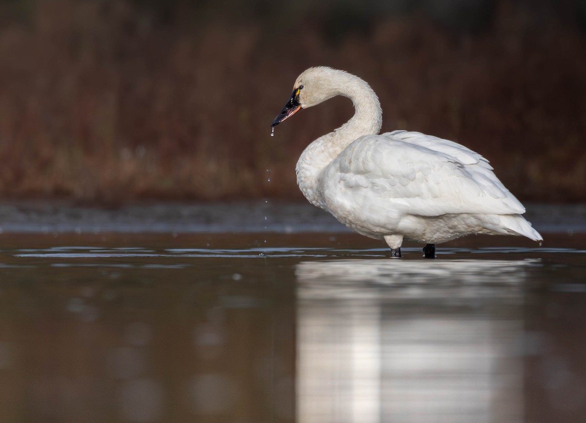 Tundra Swan - ML645219454