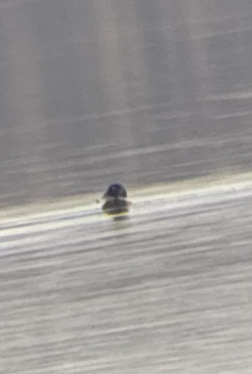 Greater Scaup - ML645219455