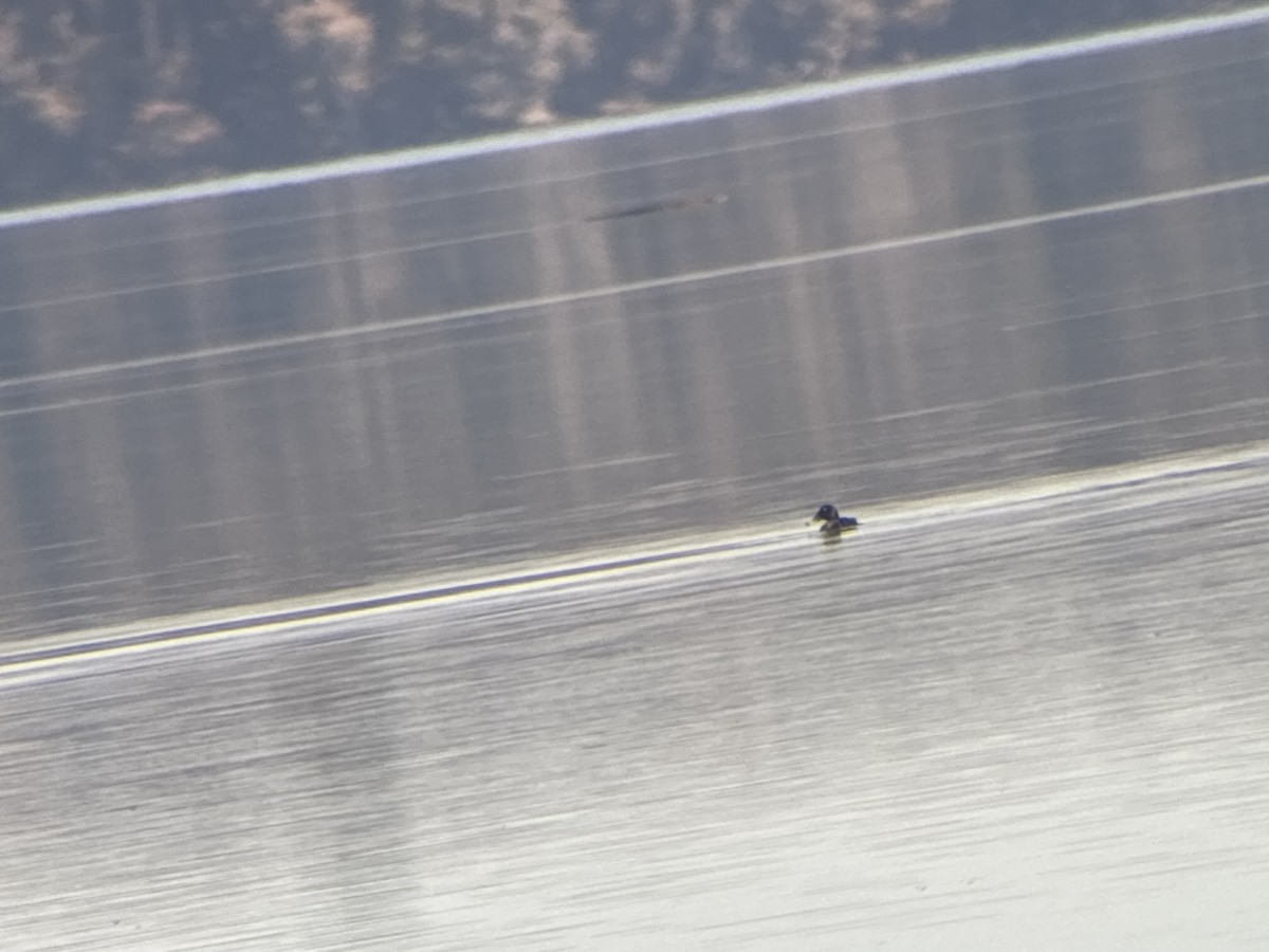 Greater Scaup - ML645219456