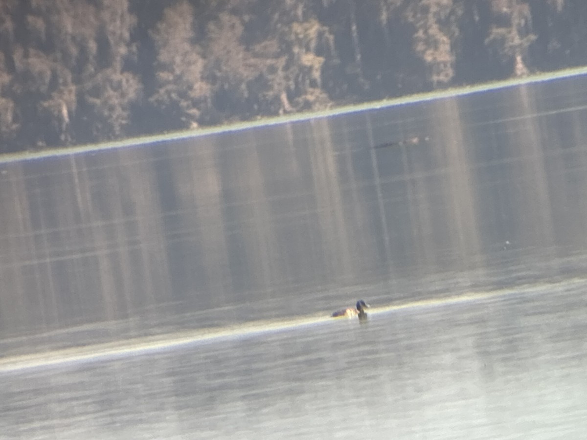 Greater Scaup - ML645219457