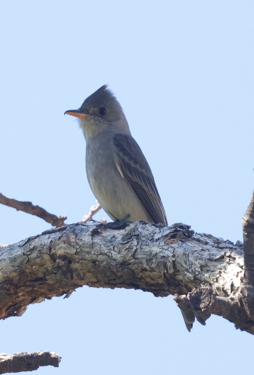 Moucherolle de Coues - ML645219495