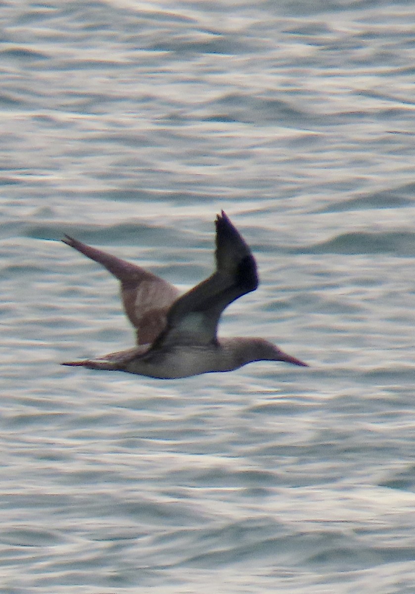 Northern Gannet - ML645219509