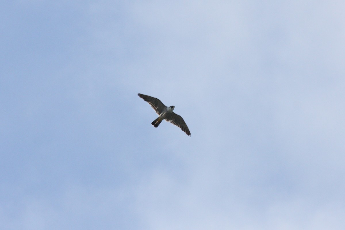 Peregrine Falcon - ML645219513