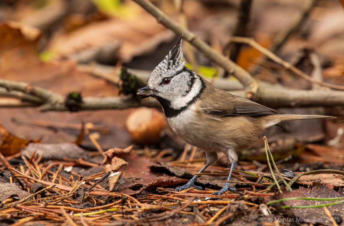 Crested Tit - ML645219533