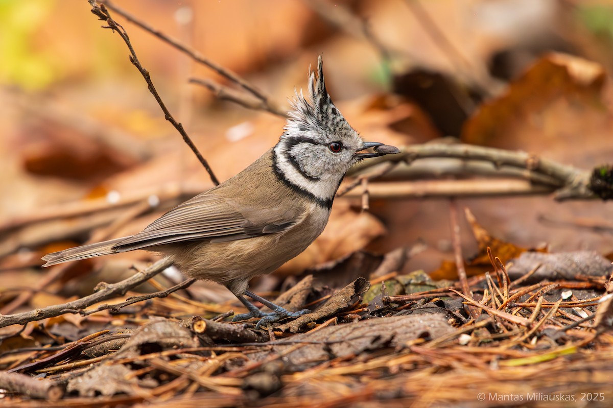 Crested Tit - ML645219534