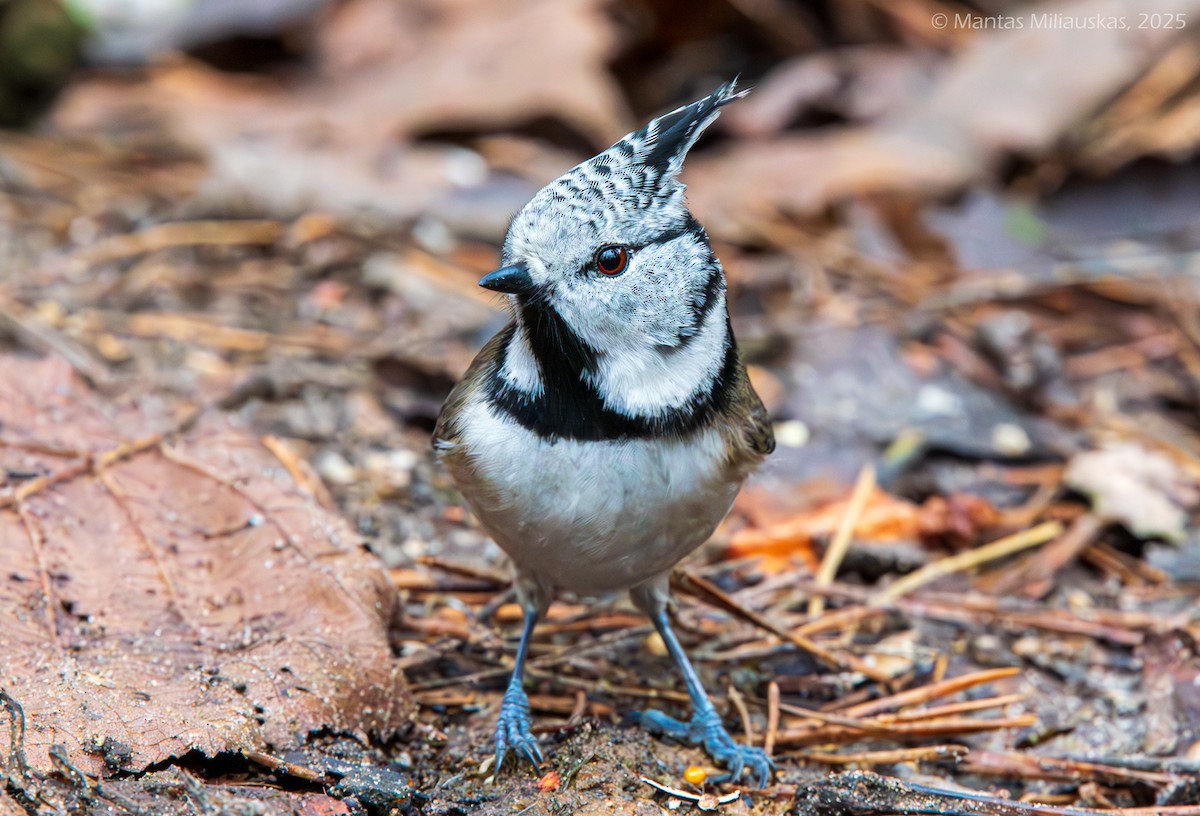 Crested Tit - ML645219535