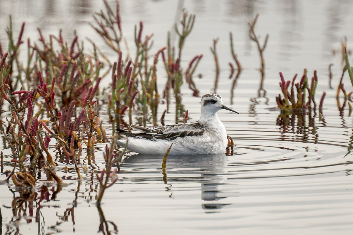 Плавунець круглодзьобий - ML645219559