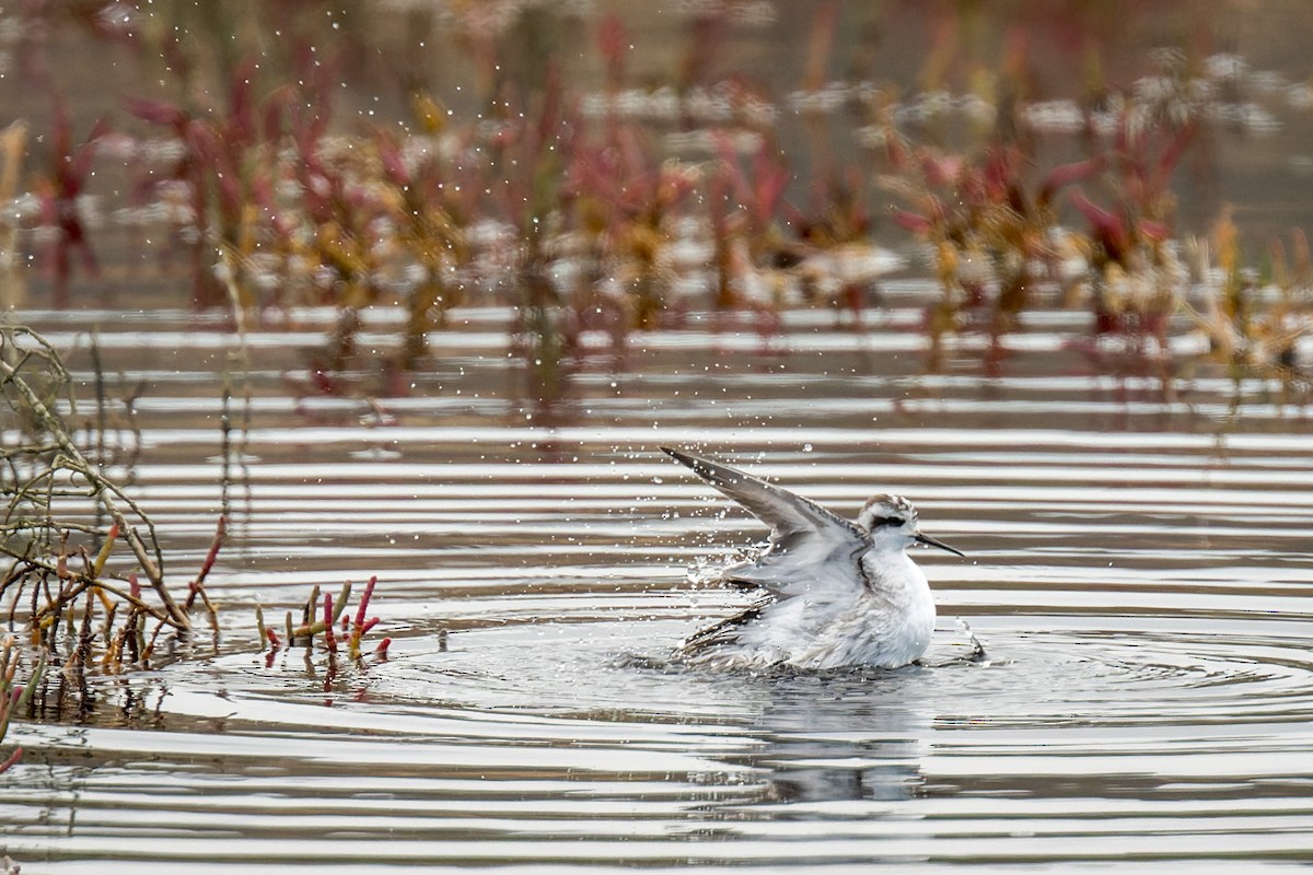 Плавунець круглодзьобий - ML645219560