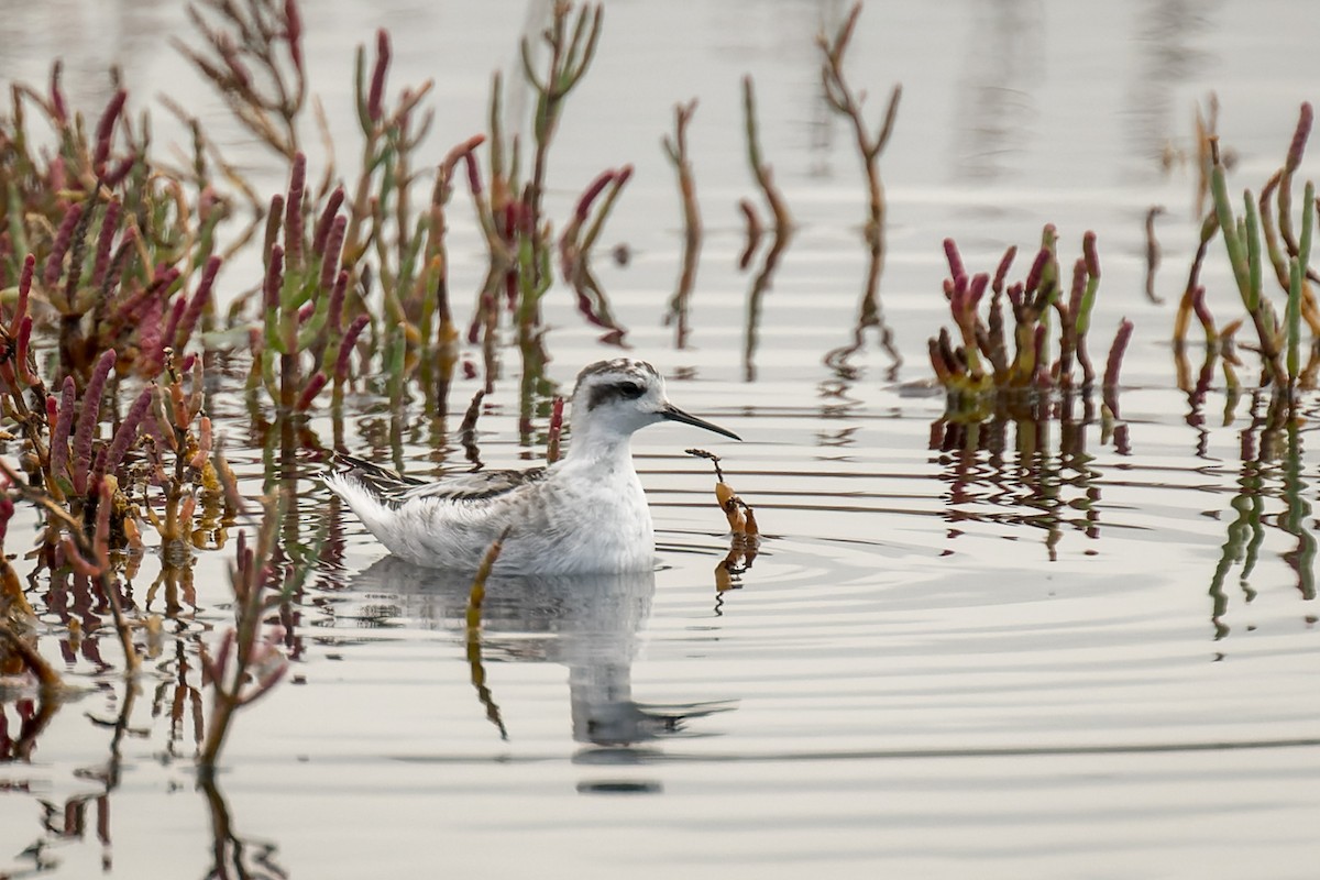 Плавунець круглодзьобий - ML645219561