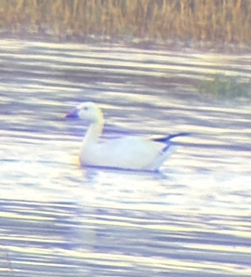 Snow Goose - ML645219571