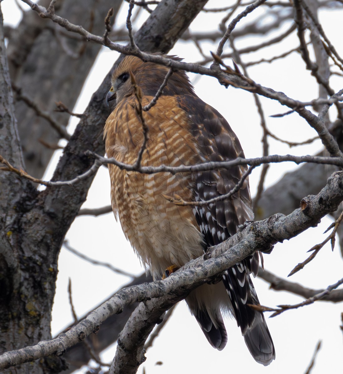 Red-shouldered Hawk - ML645219583