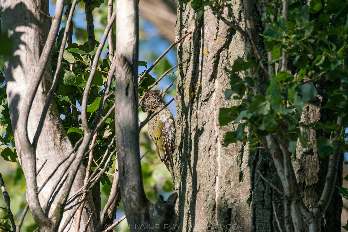 נקר ירוק - ML645219599