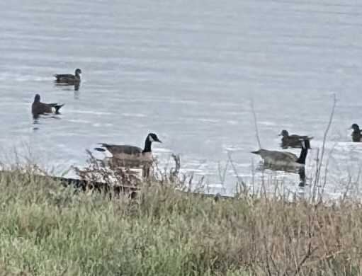 Cackling Goose - ML645219600