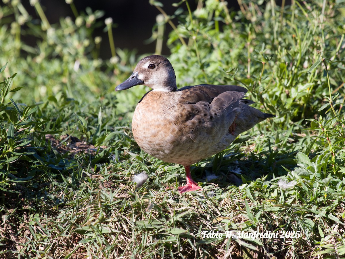 Brazilian Teal - ML645219601