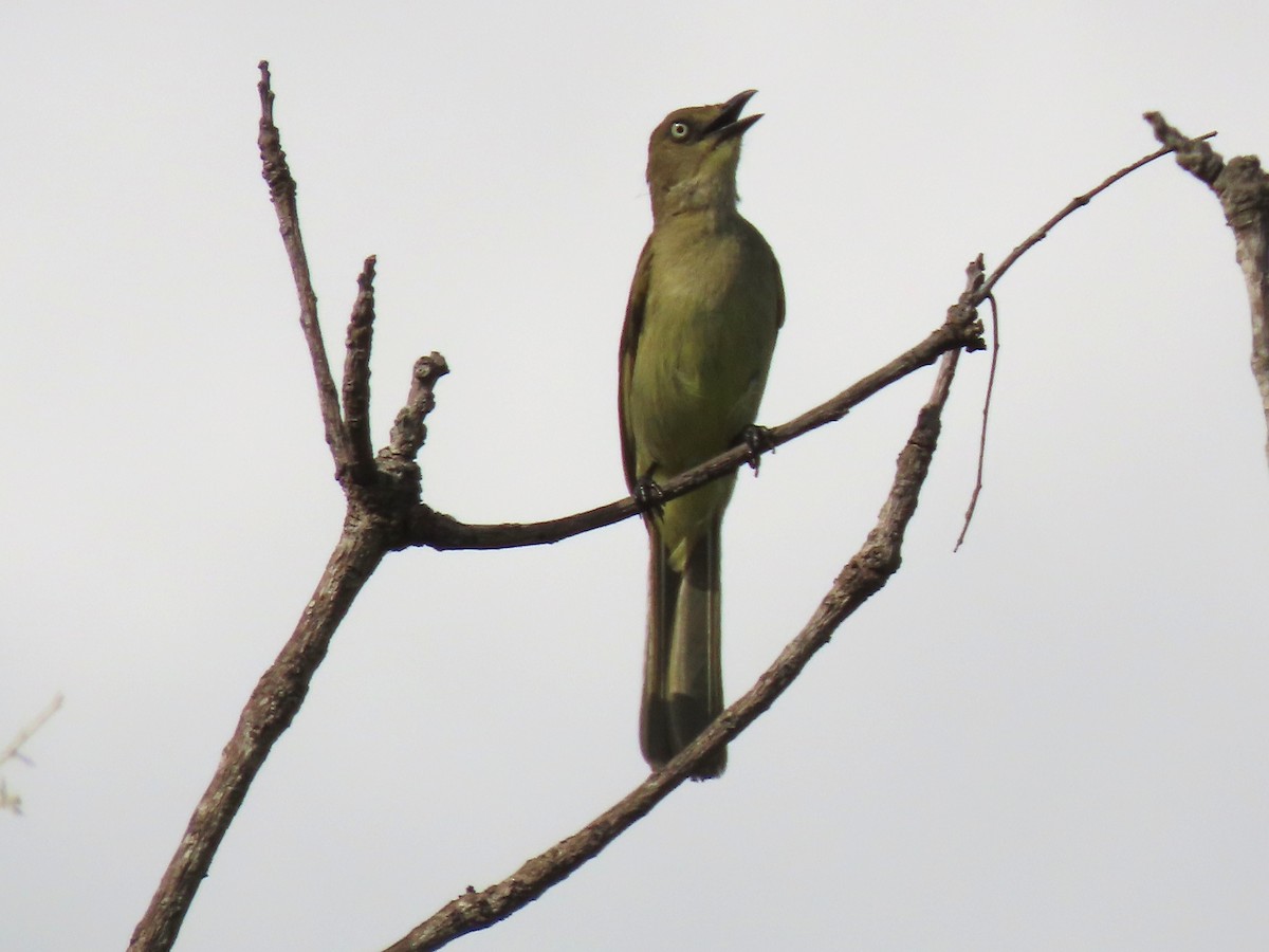 Sombre Greenbul - ML645219606