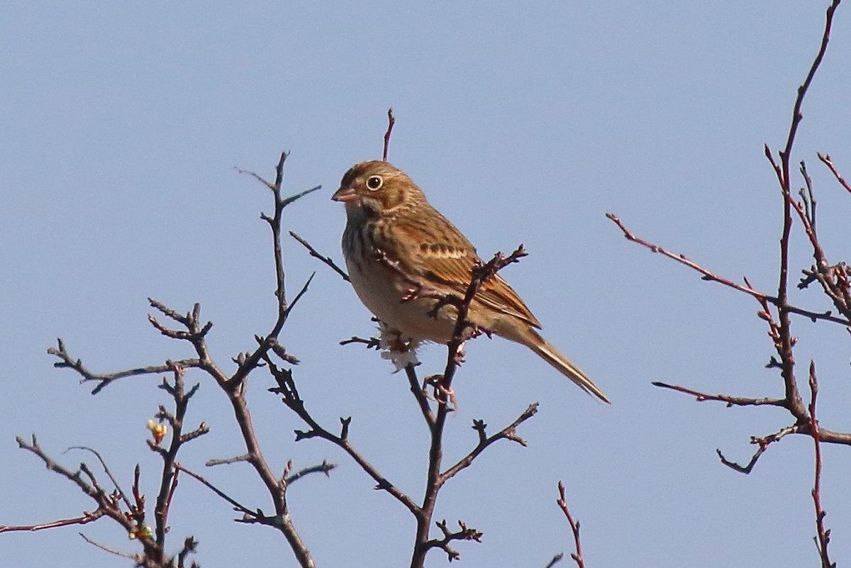 Vesper Sparrow - ML645219625