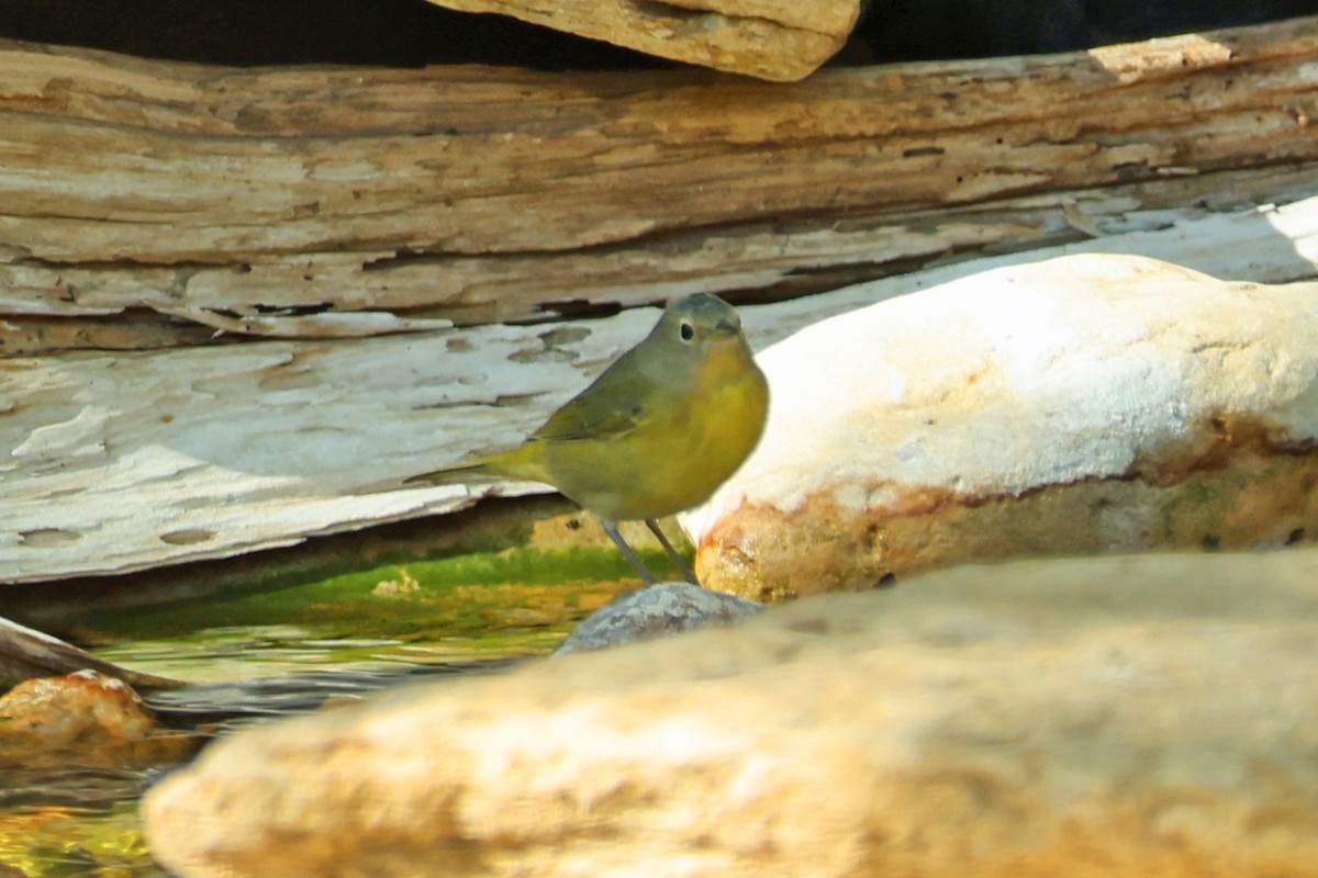 Nashville Warbler - ML645219627