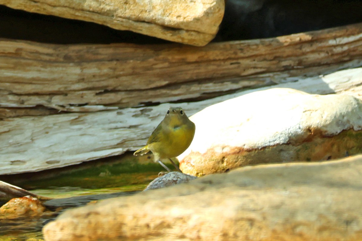 Nashville Warbler - ML645219628