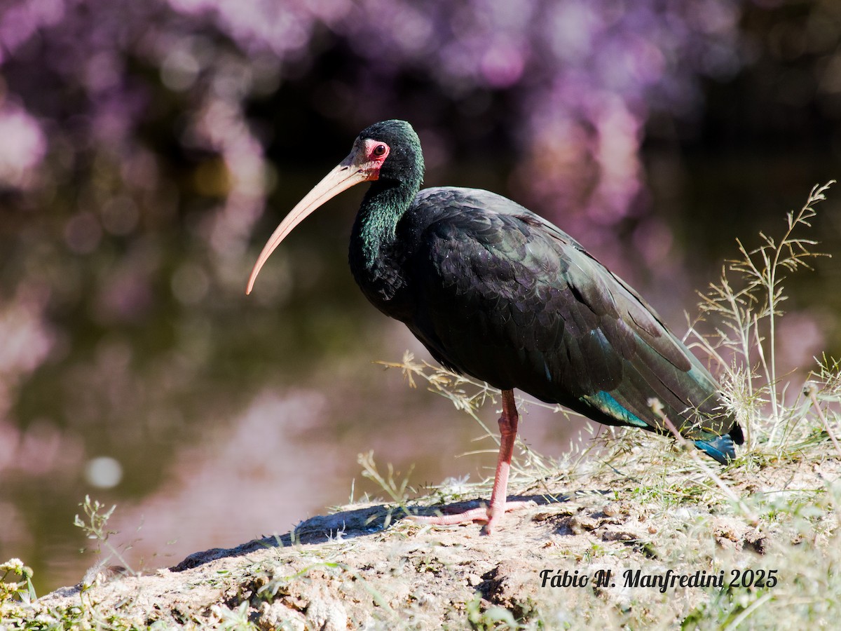 Ibis Afeitado - ML645219629