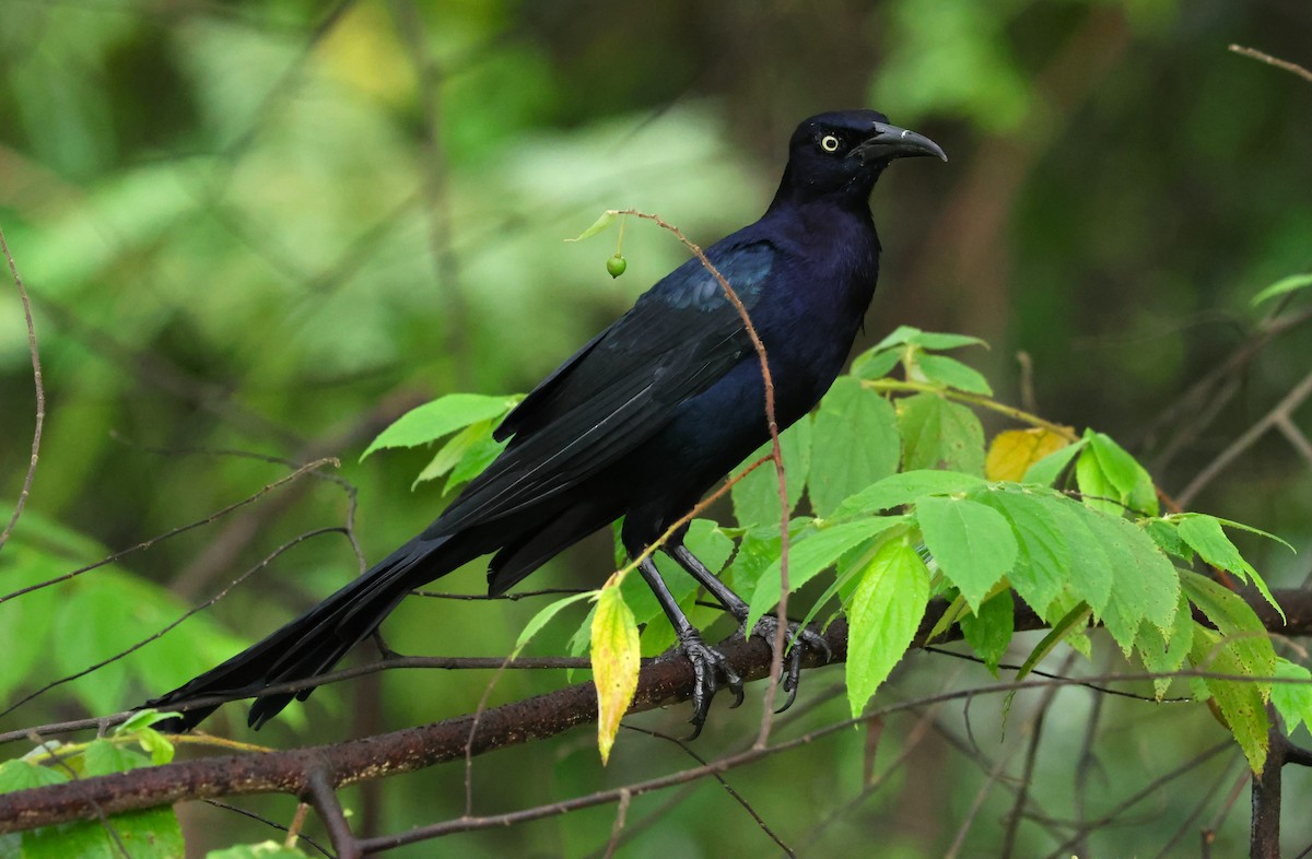 Great-tailed Grackle - ML645219632