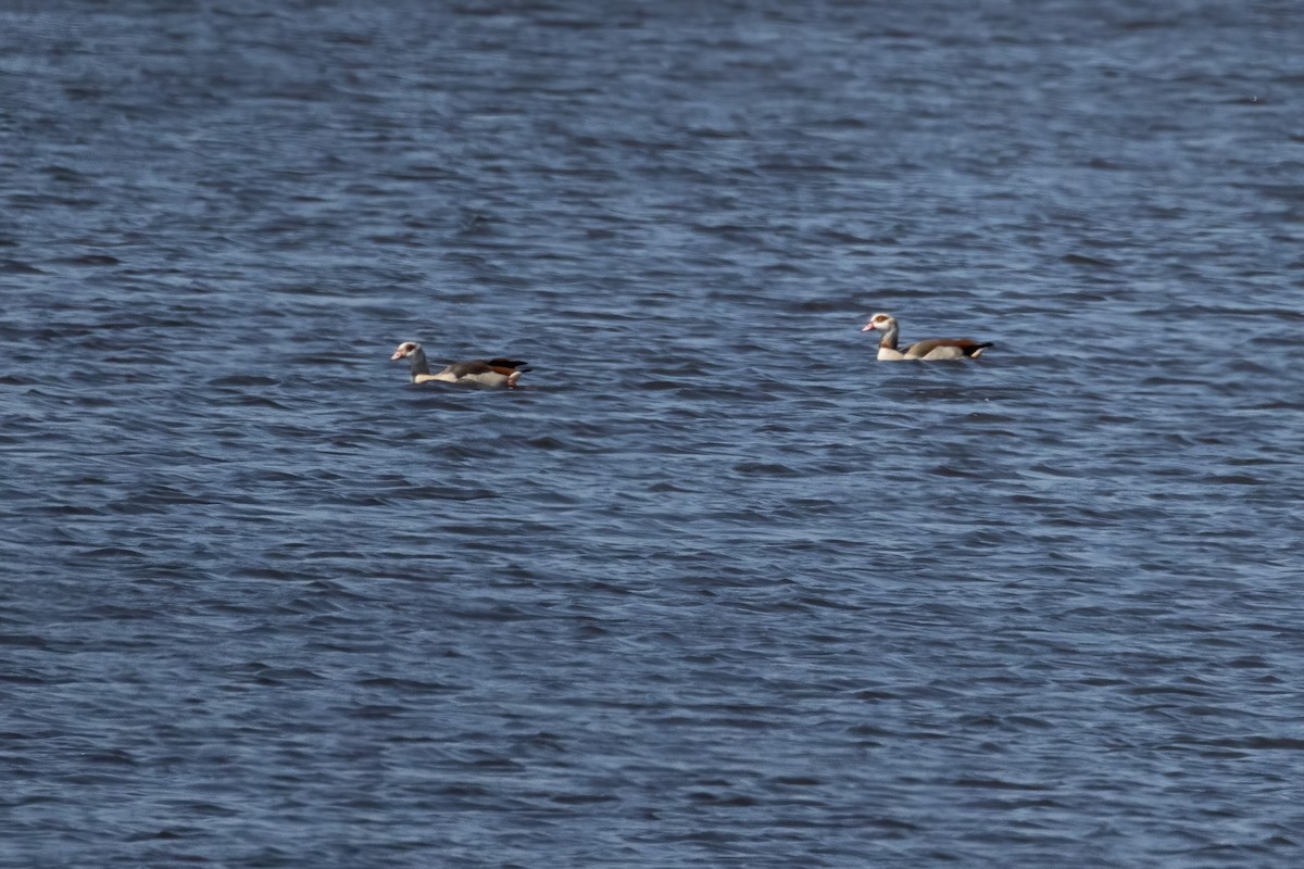 Каргарка нільська - ML645219647