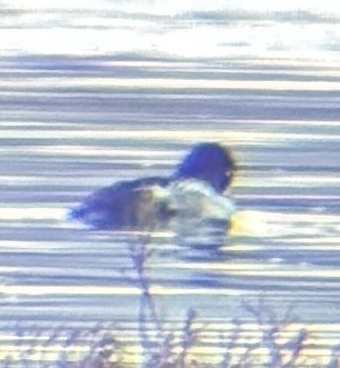 Common Goldeneye - ML645219650