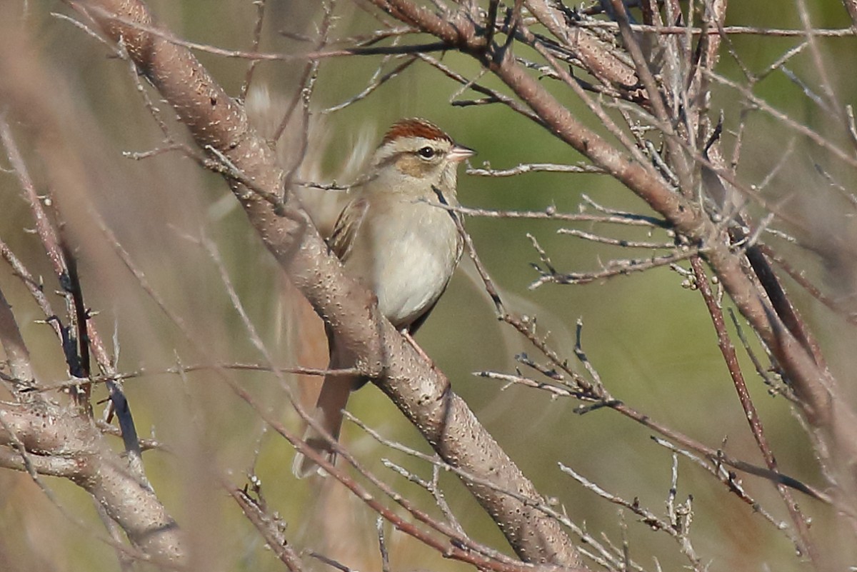 Chipping Sparrow - ML645219657