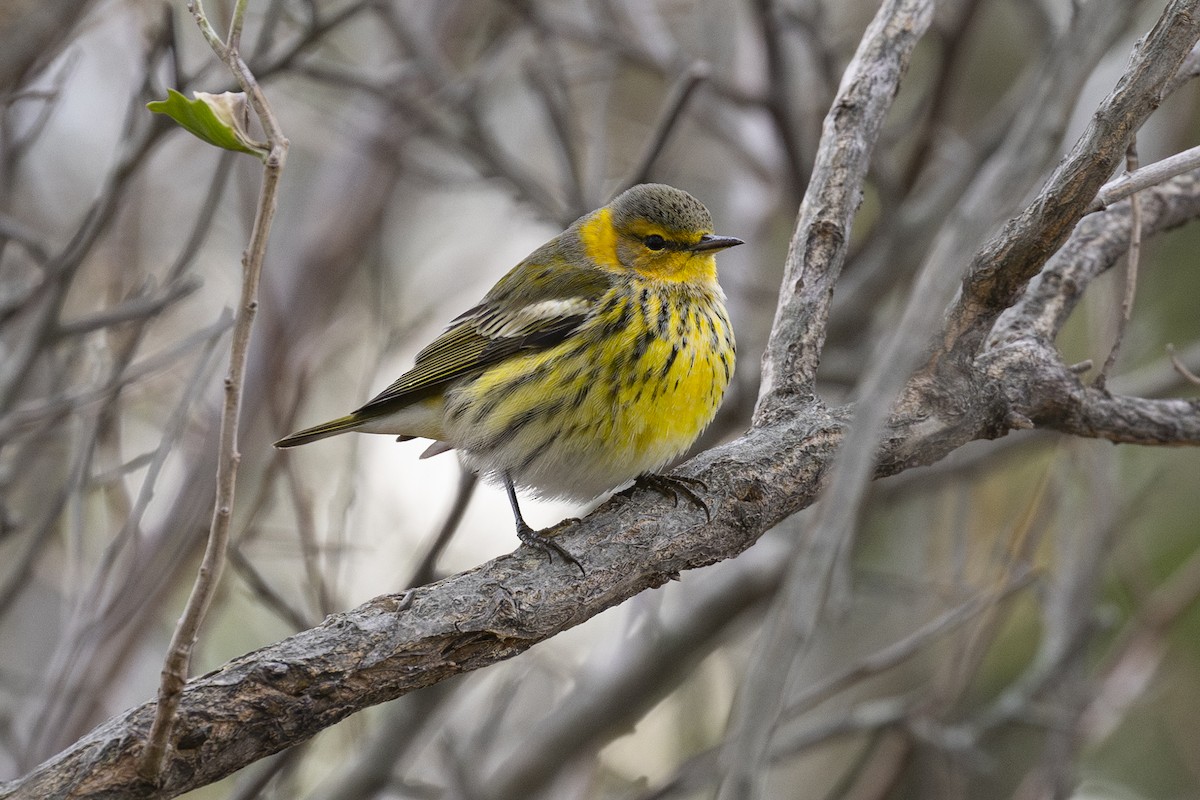 Cape May Warbler - ML645219660