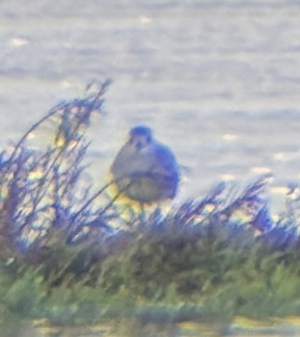 ダイゼン - ML645219664