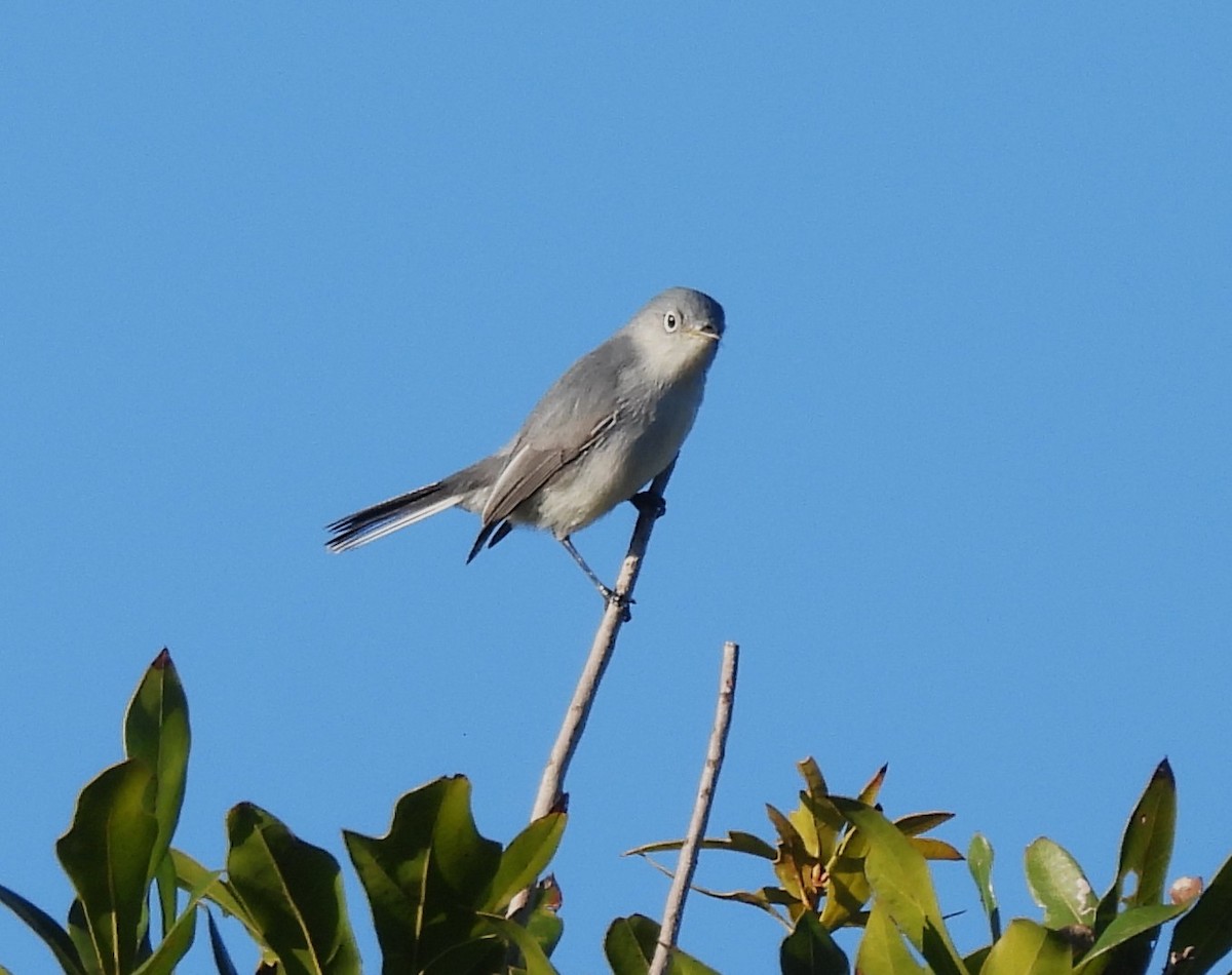 Blue-gray Gnatcatcher - ML645219666