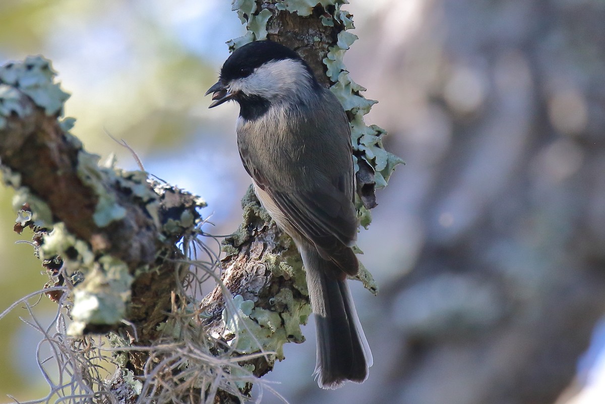 Carolina Chickadee - ML645219668