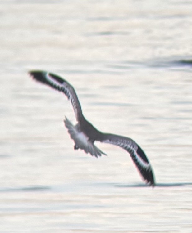 Willet - ML645219670