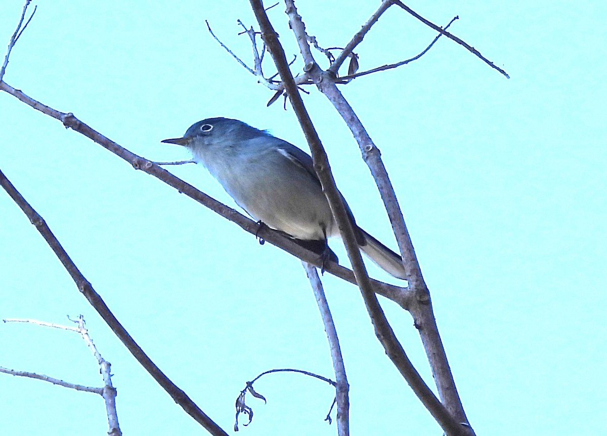 Blue-gray Gnatcatcher - ML645219671