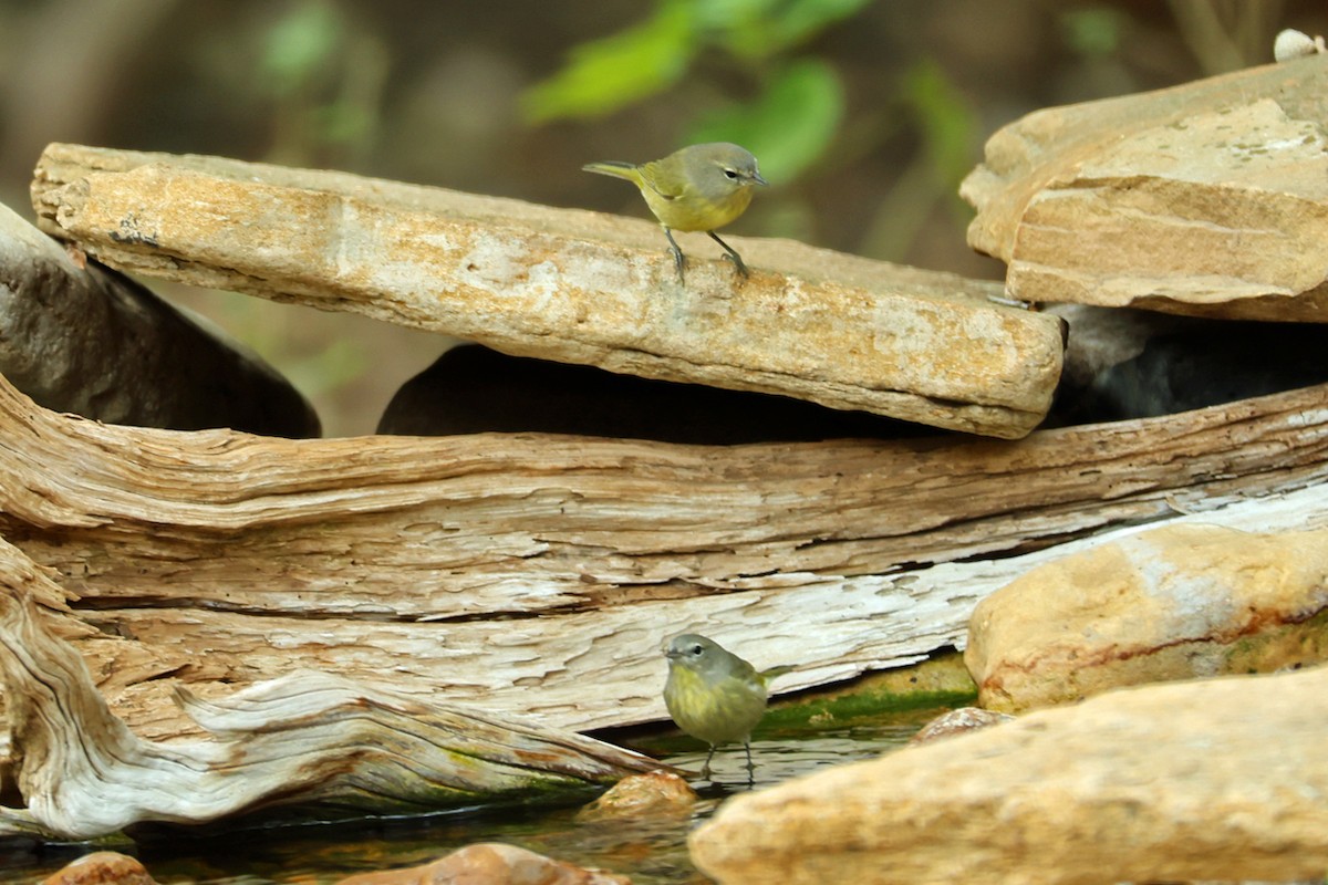 Orange-crowned Warbler - ML645219693