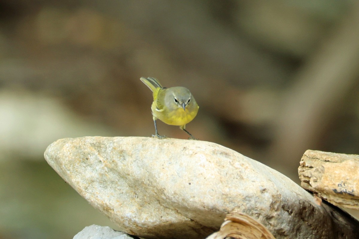 Orange-crowned Warbler - ML645219694