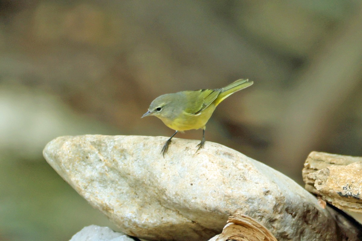 Orange-crowned Warbler - ML645219695