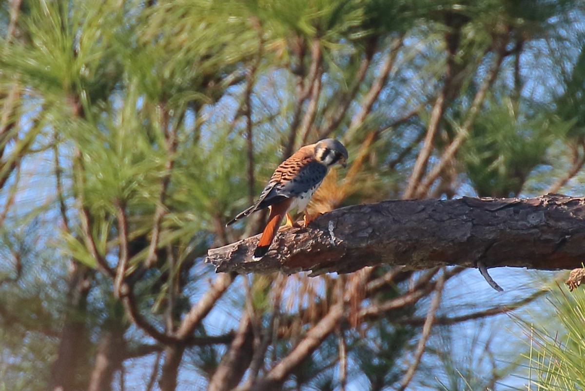 American Kestrel - ML645219696