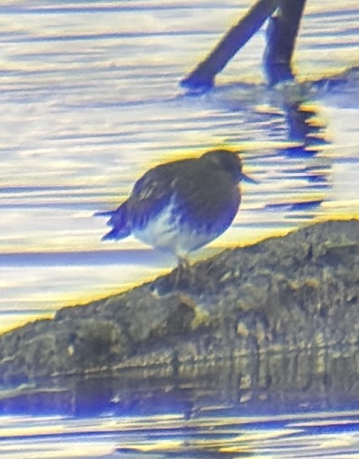 Black Turnstone - ML645219699