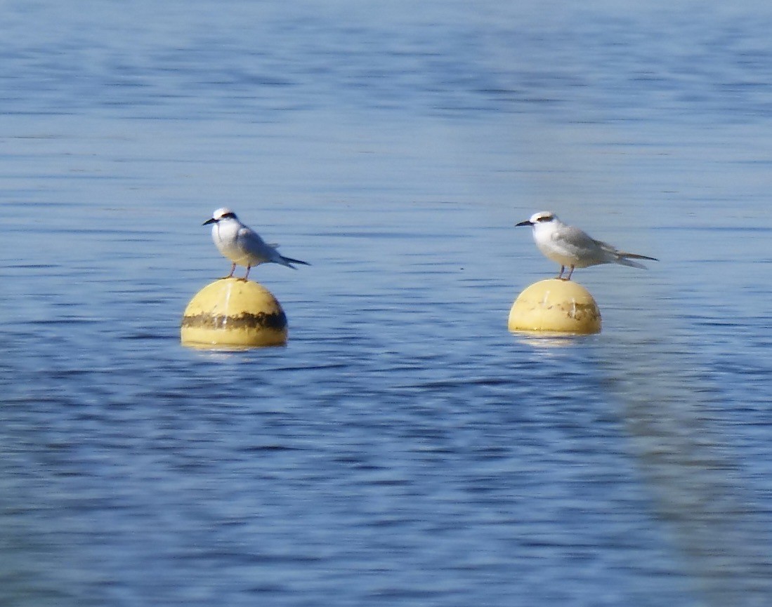 Forster's Tern - ML645219701