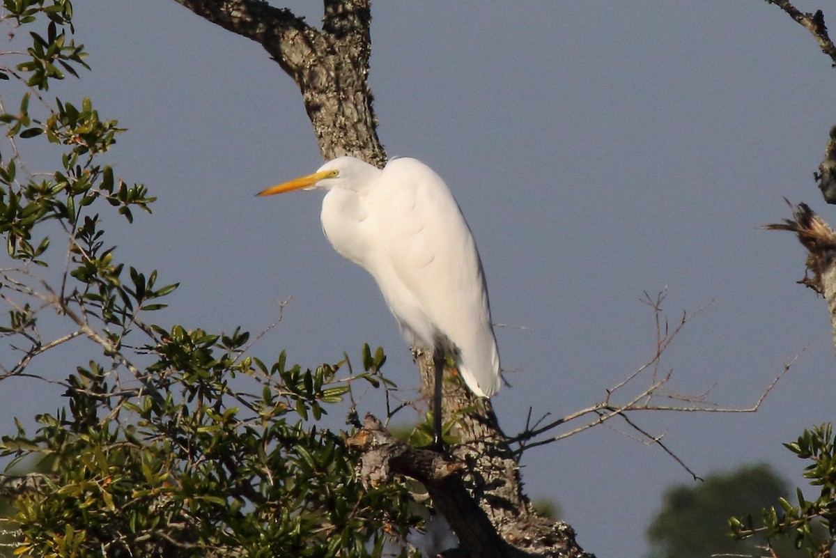 Great Egret - ML645219702