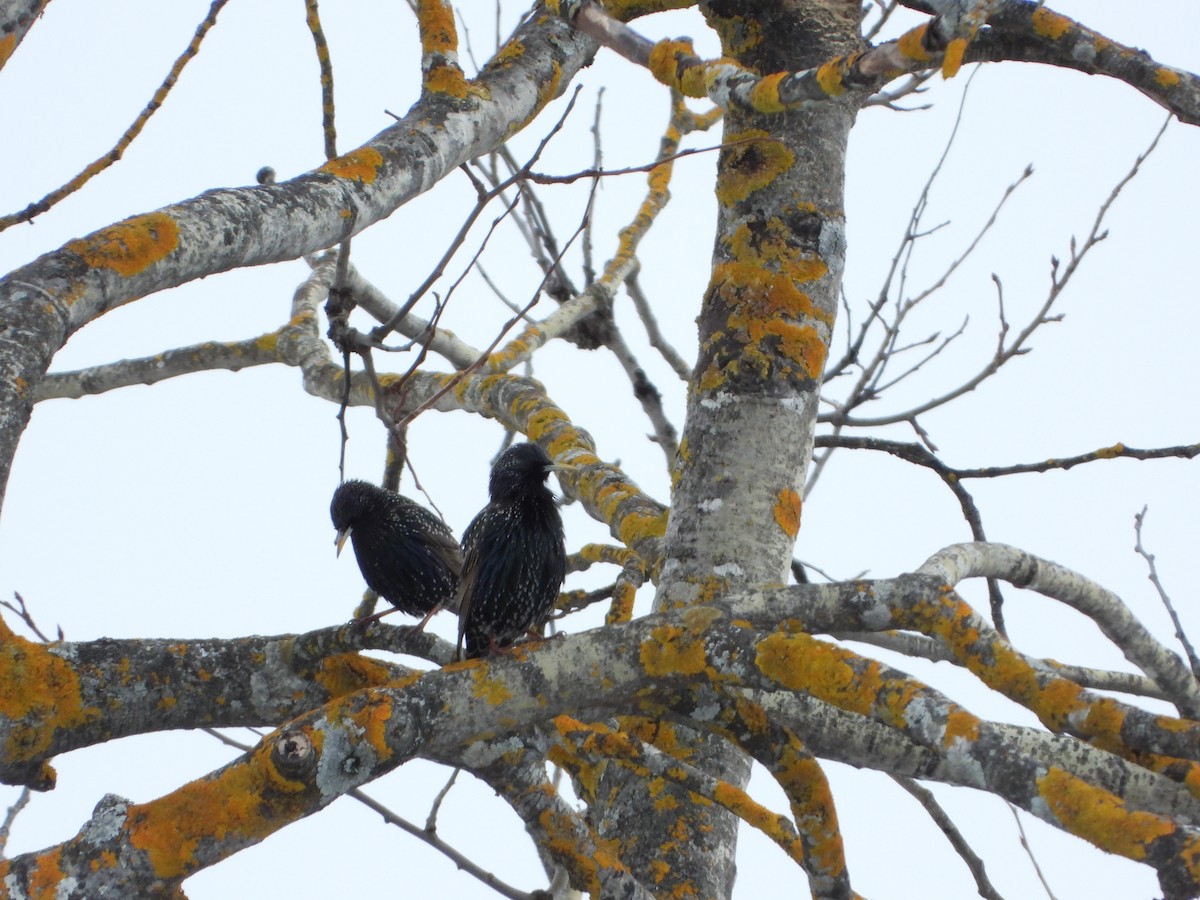 European Starling - ML645219710