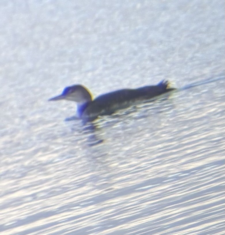 Common Loon - ML645219717