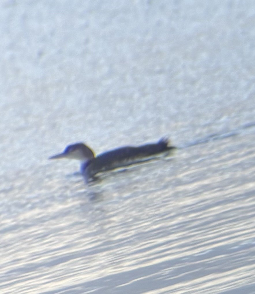 Common Loon - ML645219718