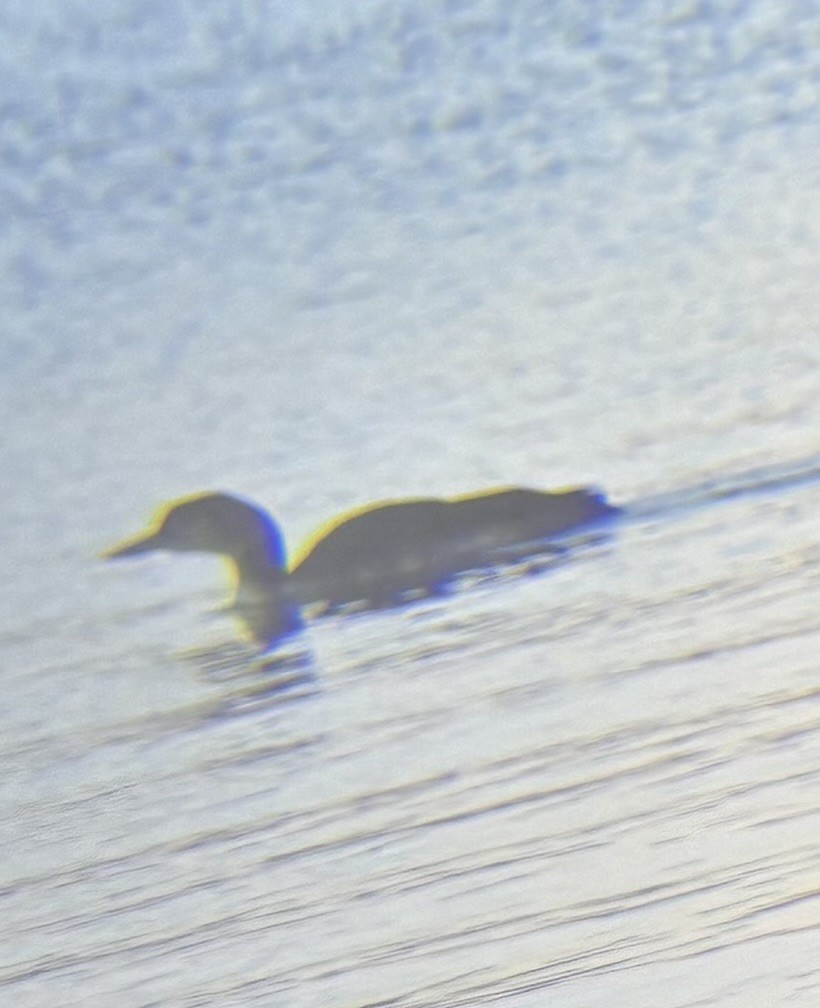 Common Loon - ML645219719