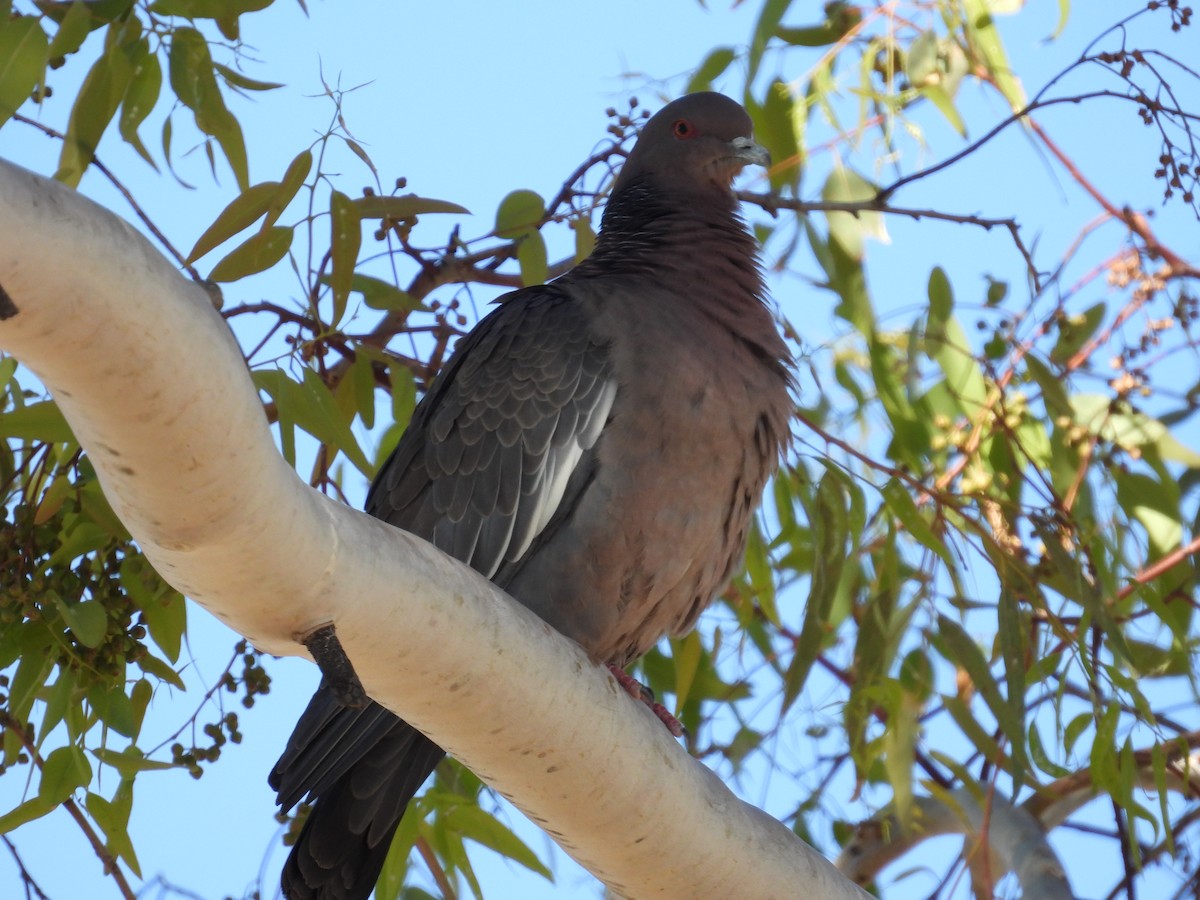 Paloma Picazuró - ML645219720