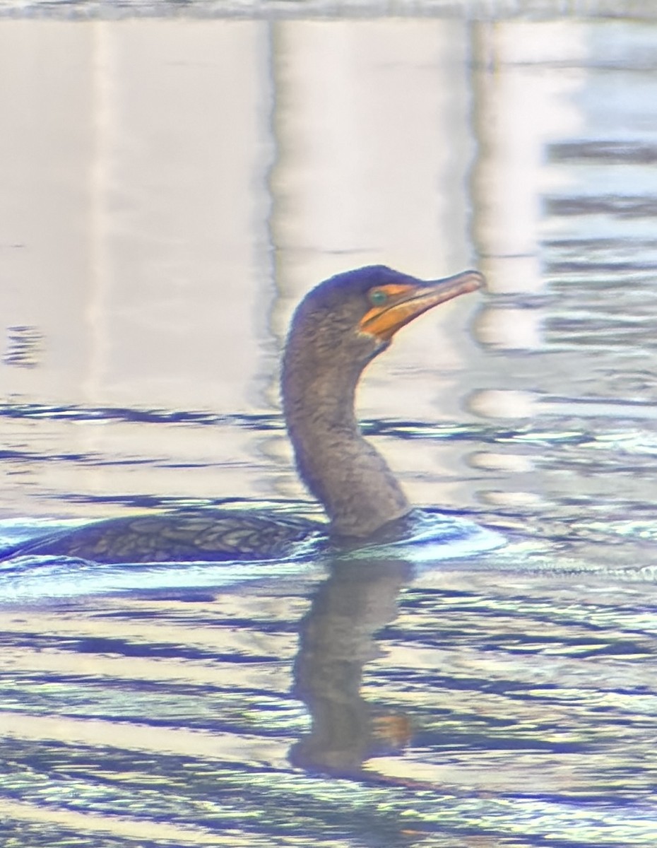 Double-crested Cormorant - ML645219724